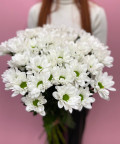 Фото Хризантемы кустовые - 4